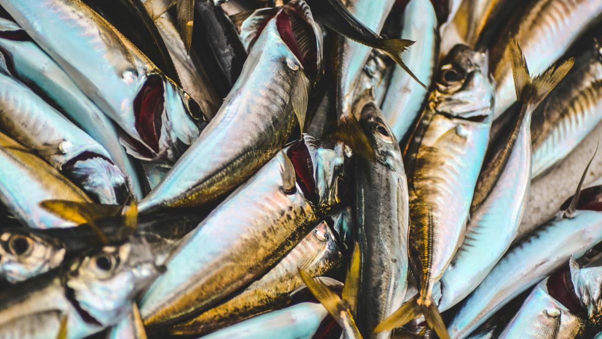 oziel-gomez-il-nzcmcnwc-unsplash_50481400