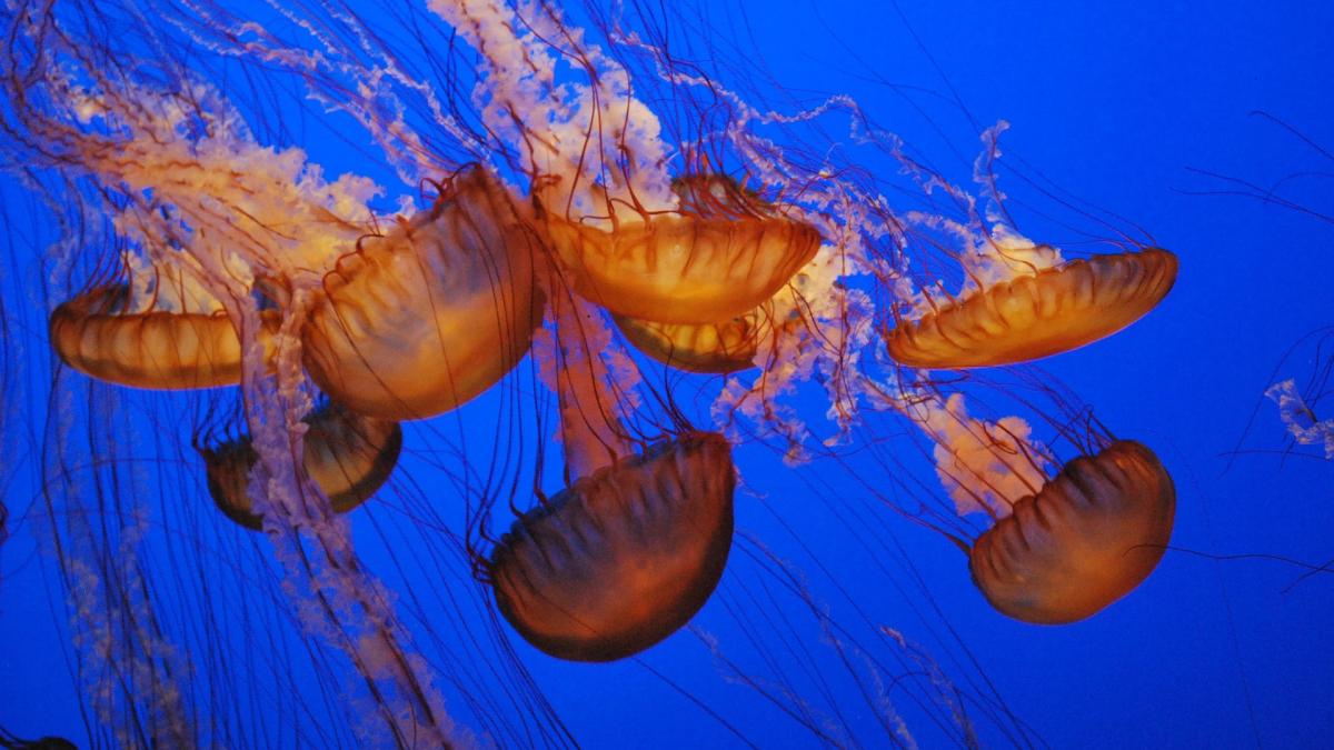 invazie-de-meduze-pe-plajele-spaniei--cum-identificam-speciile-periculoase_52840800