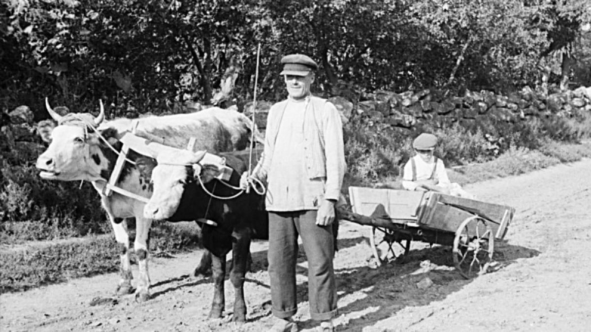 traditii-obiceiuri-tarani-romani-sat-romanesc-caruta-boi-sateni_51071700