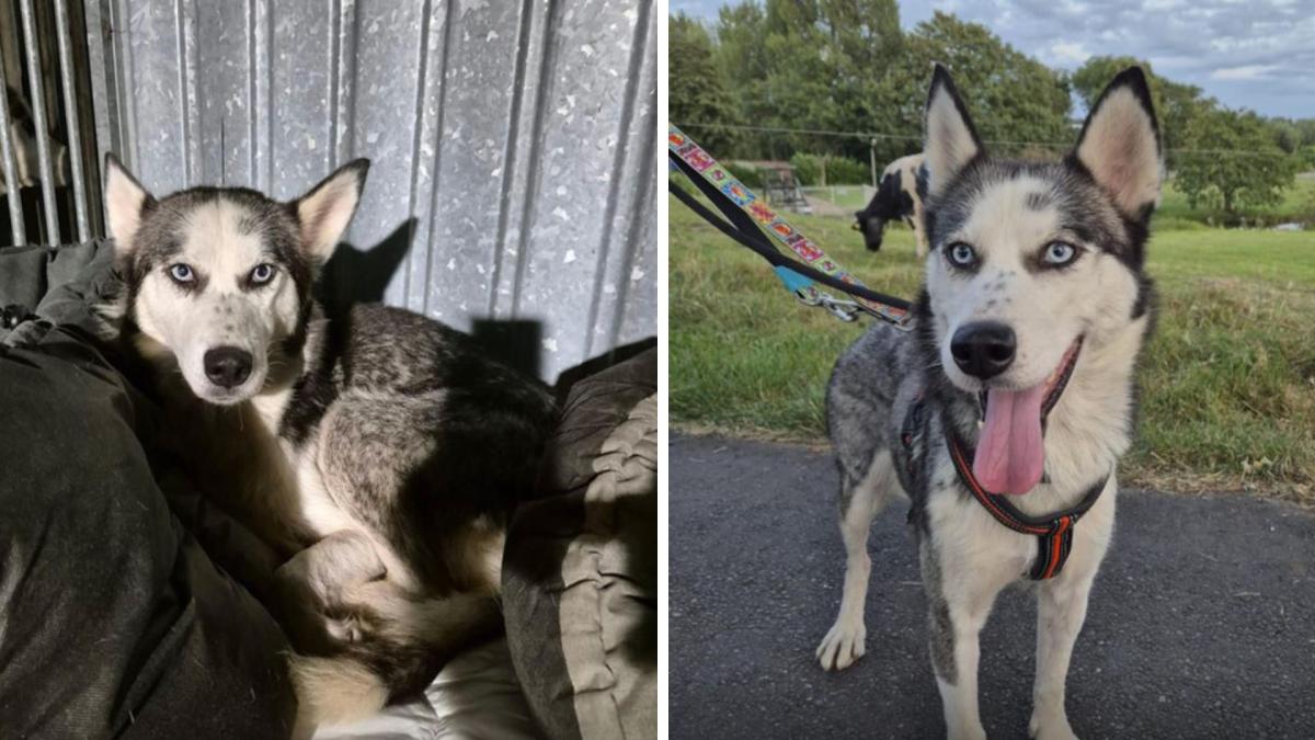 un-adapost-din-olanda-a-salvat-doua-cateluse-bolnave-dintr-o-canisa-romania--surorile-sansa-si-arya-au-primit-o-sansa-la-viata_20559200