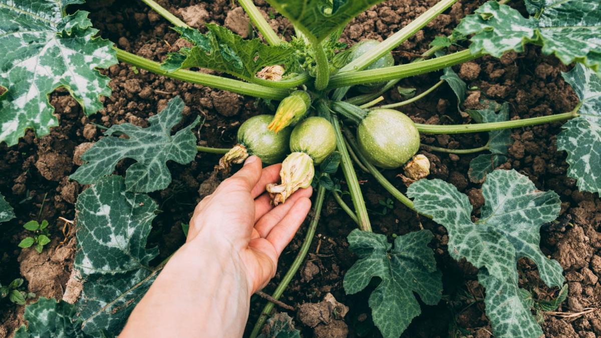 franta-un-roman-cautat-pentru-crima-in-belgia--prins-furand-legume-din-curtile-localnicilor_01728200