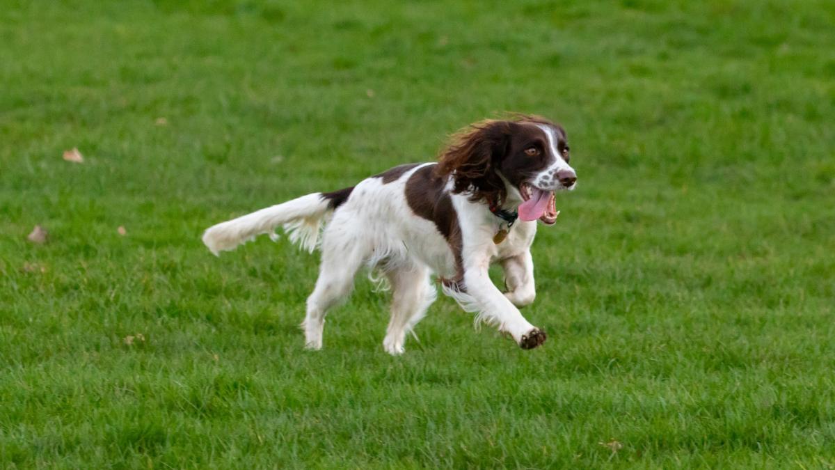 un-italian-a-fost-salvat-de-cainele-sau-dupa-ce-i-s-a-facut-rau-si-era-dezorientat--prc-e2prc-80prc-9eii-datorez-viataprc-e2prc-80prc-9d_91972900