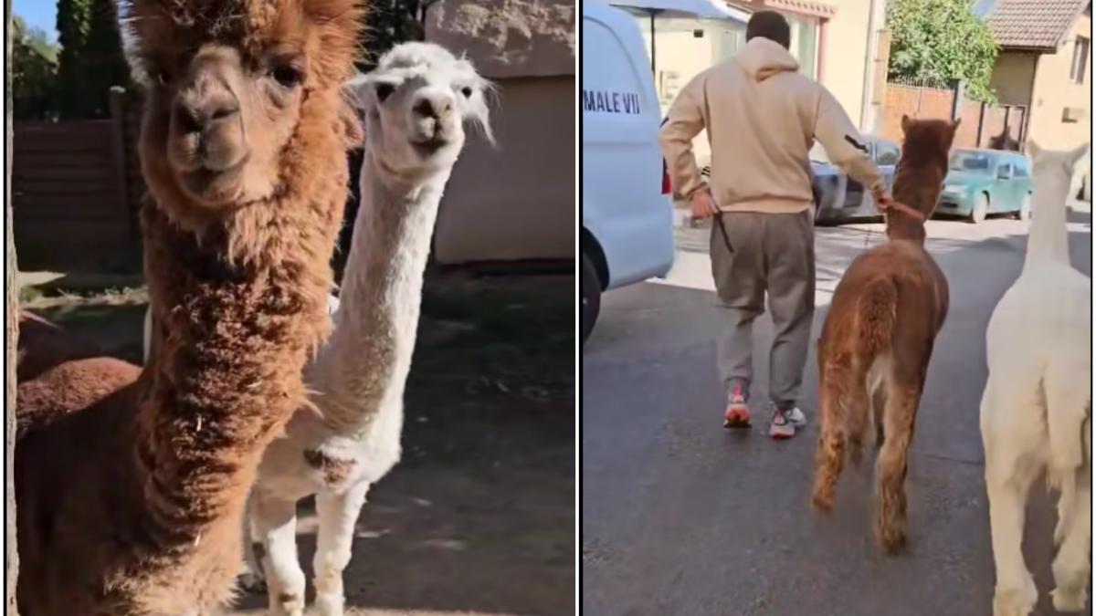 marian-godina-alpaca-sanctuar_79675100