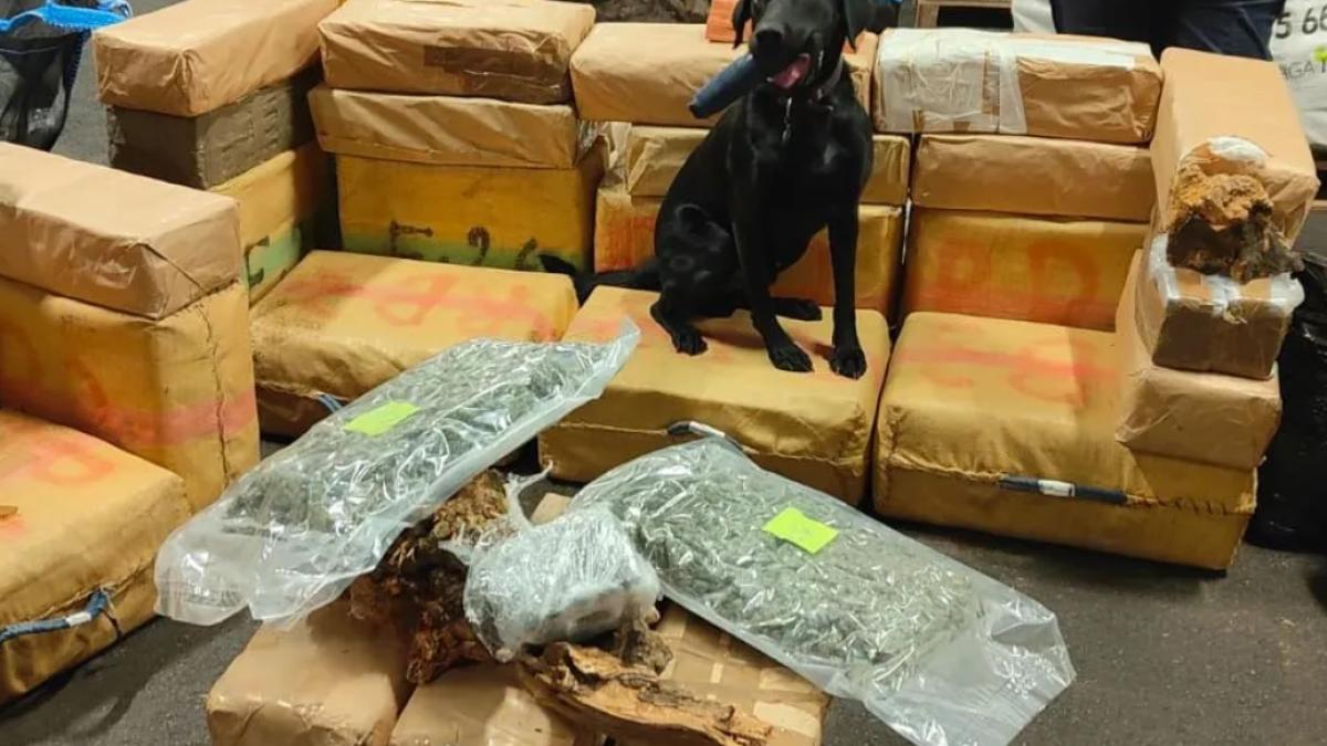 caine-de-urma-droguri_41786600