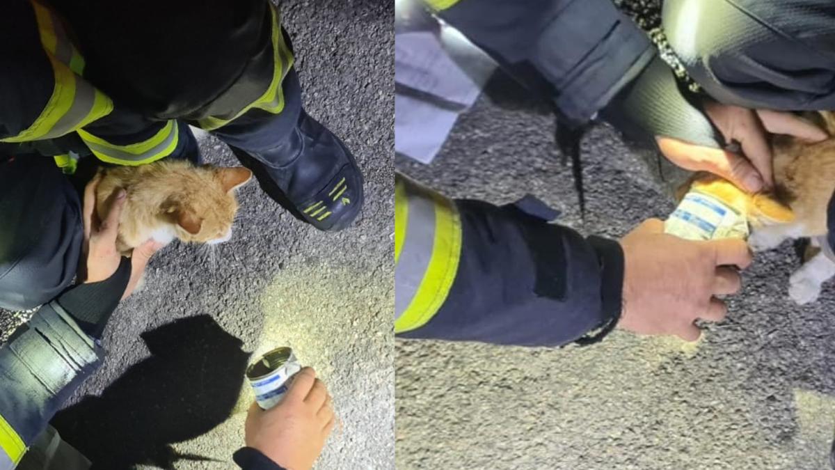 pompierii-din-botosani-au-salvat-o-pisica-cu-capul-blocat-intr-o-conserva--un-barbat-a-sunat-la-112--prc-e2prc-80prc-9efiecare-viata-conteazaprc-e2prc-80prc-9d_16485000