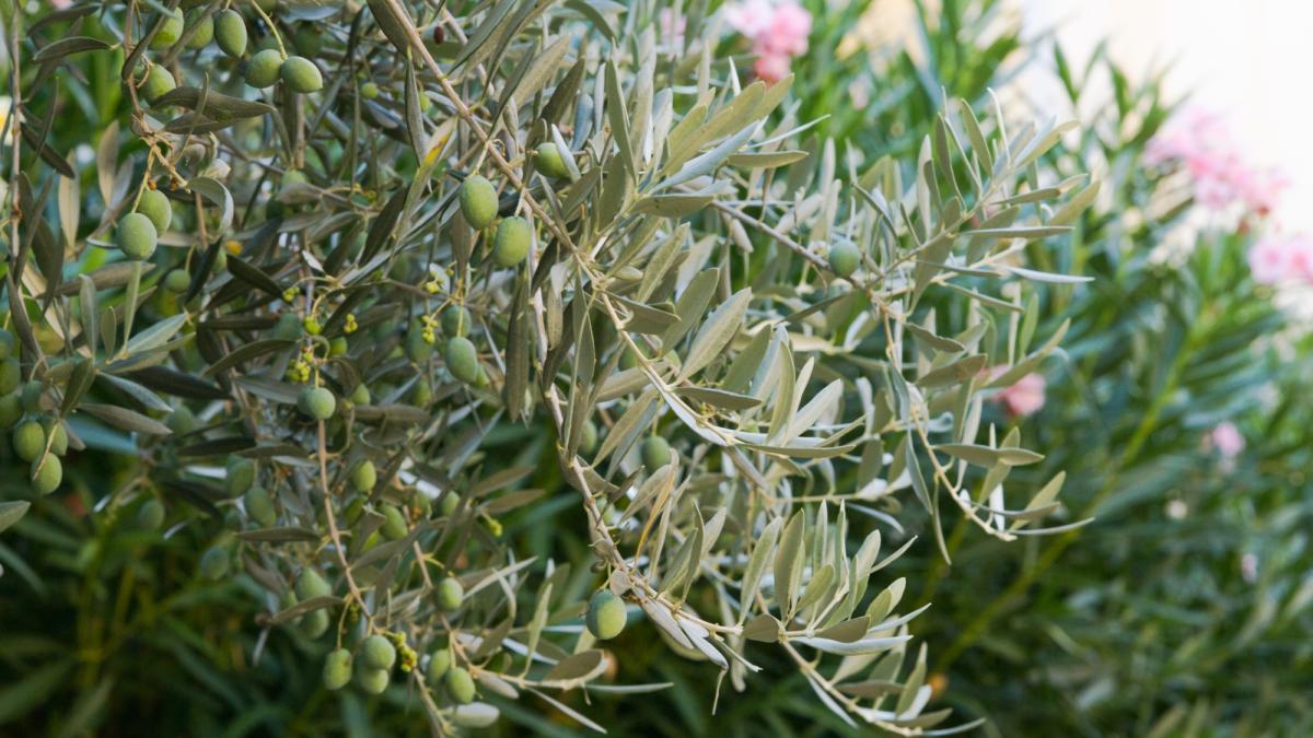 maslini-spanioli-au-ajuns-in-ungaria_67721400