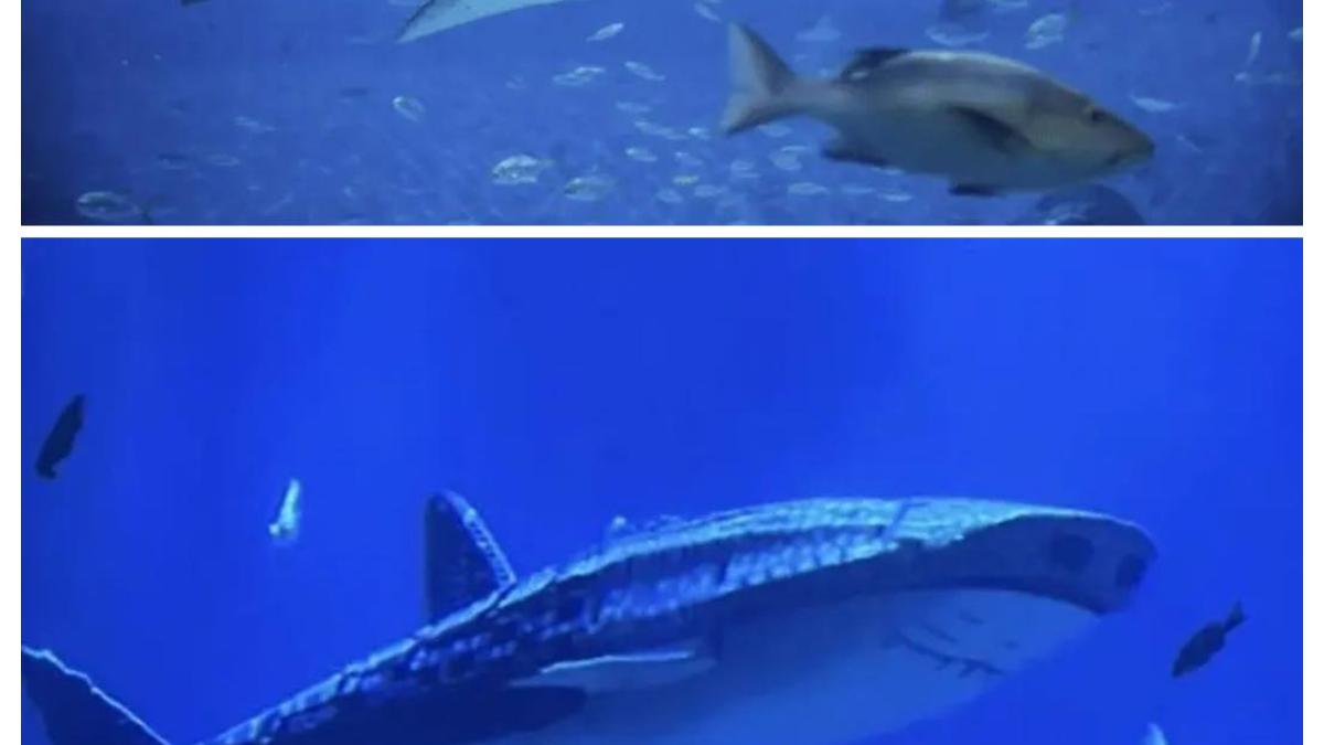 rechinul-robot_42546500