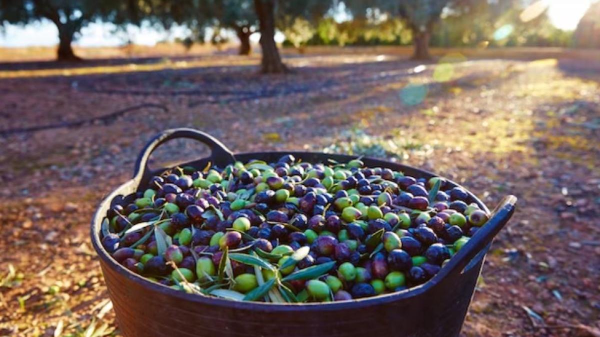 doi-barbati-din-spania-au-furat-o-duba--incarcata-cu-peste-600-kilograme-de-masline