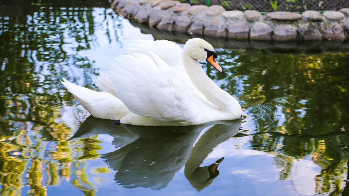 roman-italia-lebada_84656200