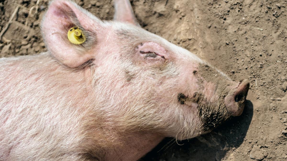 flavio-8r4iekzbaju-unsplash_42085800