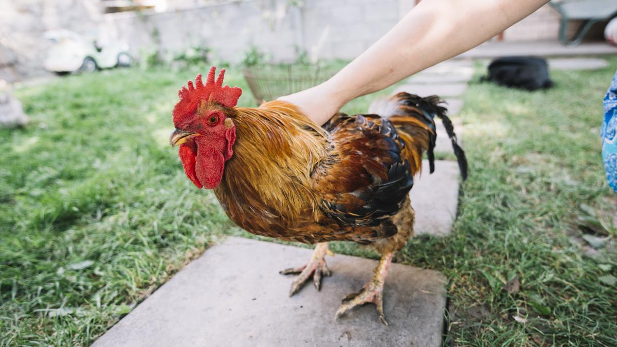 romani-italia-pui-sacrificat-apartament_99200700