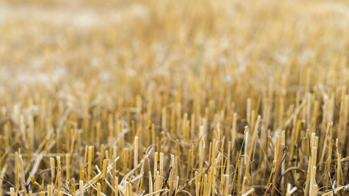 ue-restrictii-cultura-soia_84918900