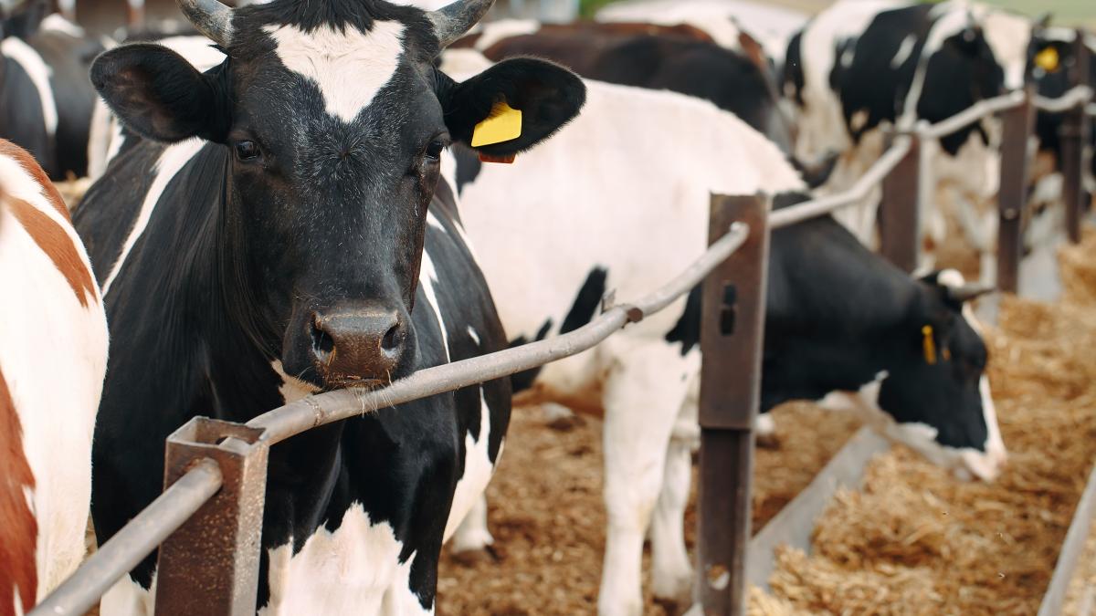 romania-importuri-lapte-si-carne-ungaria_38931000