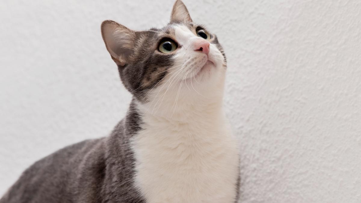 castrare-obligatorie-pisici-germania_36994100