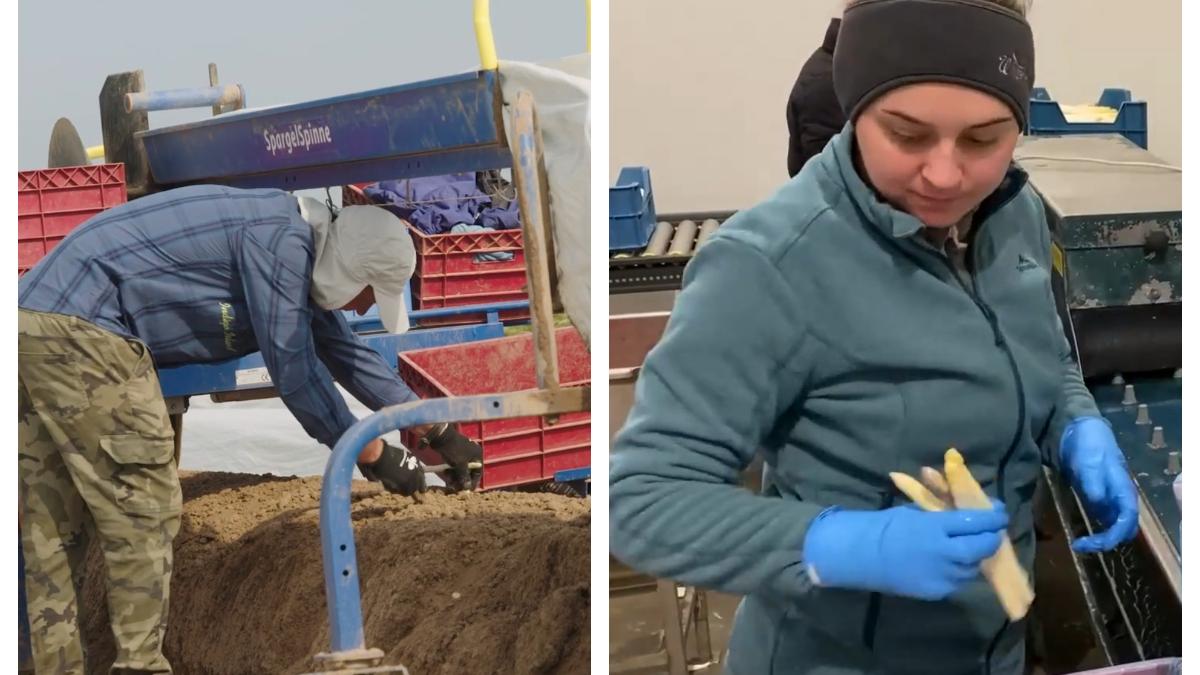 cat-castiga-romanii-la-sparanghel_57604200