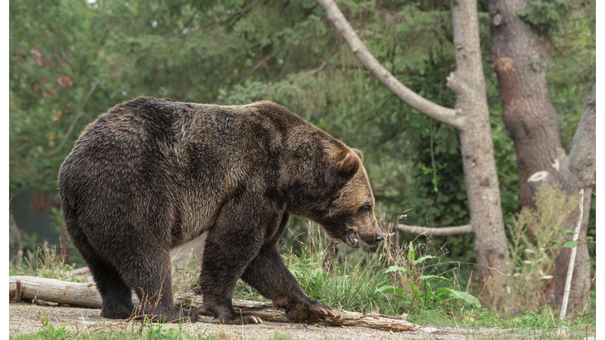 urs-in-padure_84590400