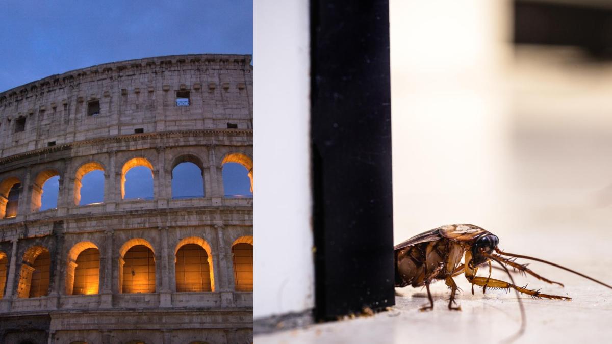 invazie-de-gandaci-de-bucatarie-la-roma_92232300