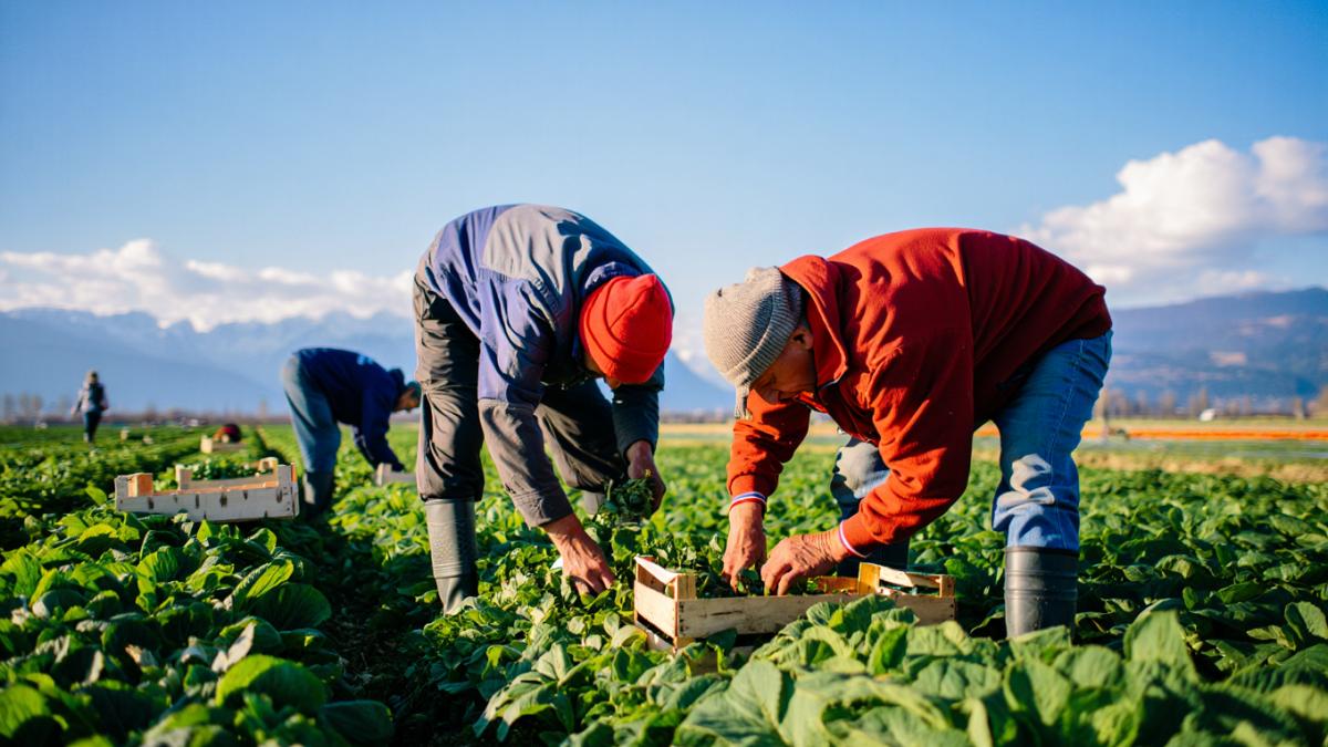 munca-agricultura-sezonieri_12457100