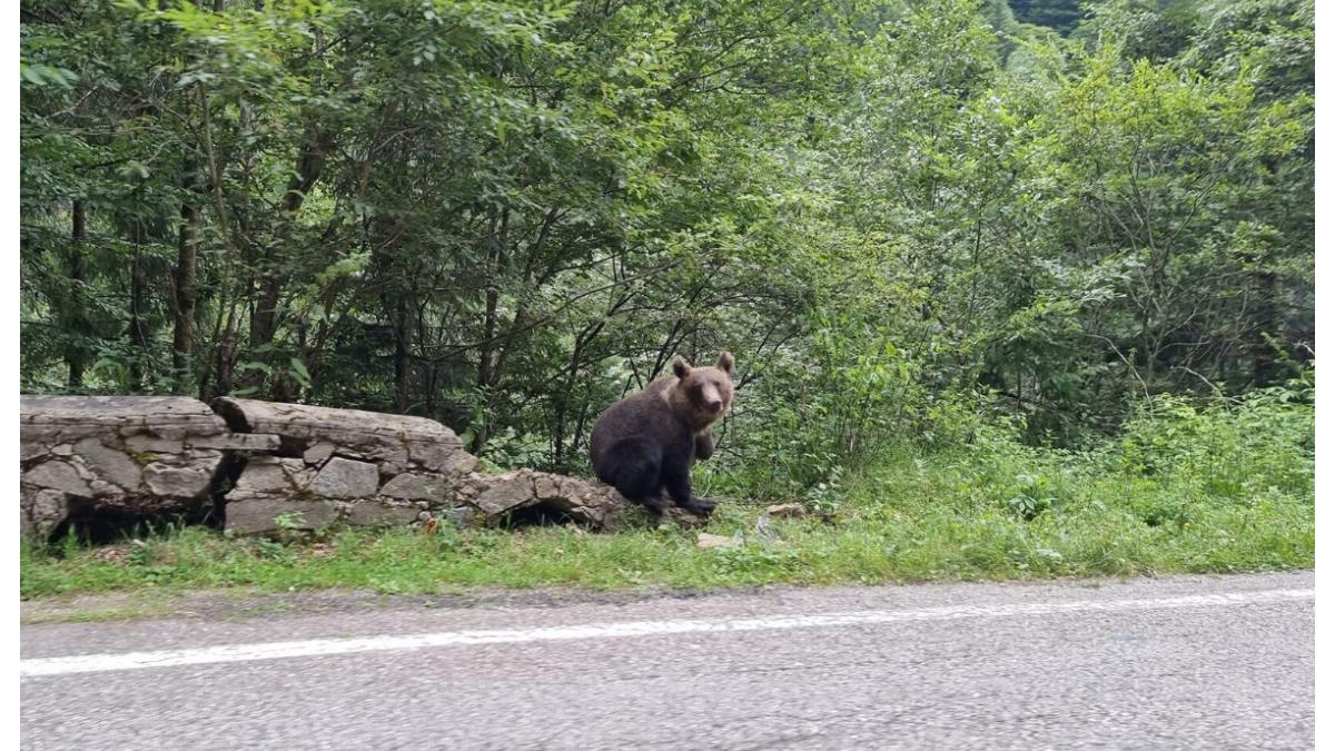 urs-transfagarasan_36114000