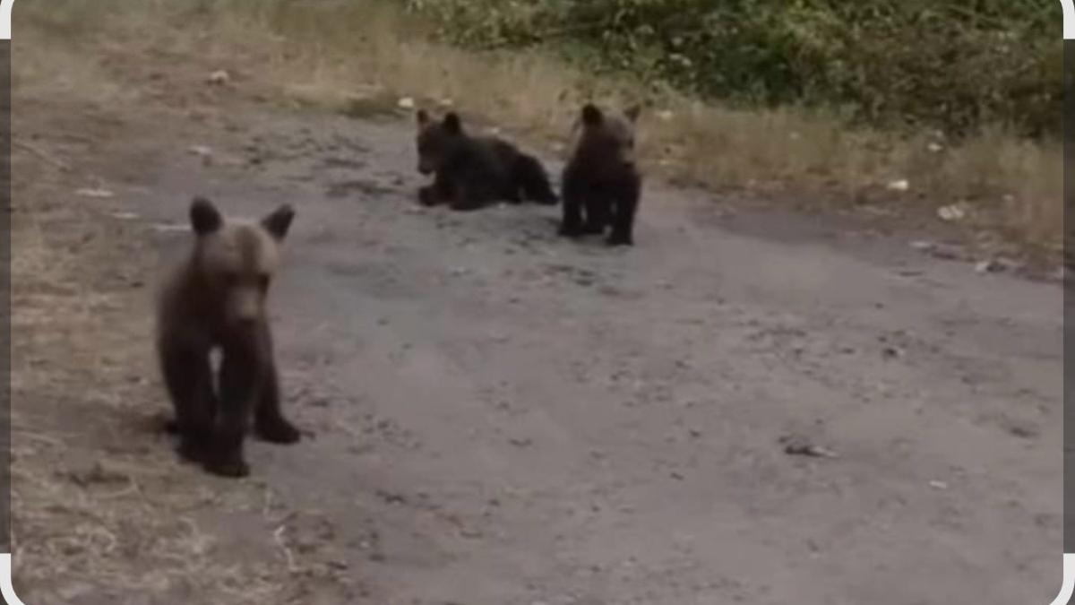 pui-urs-transfagarasan_61753800