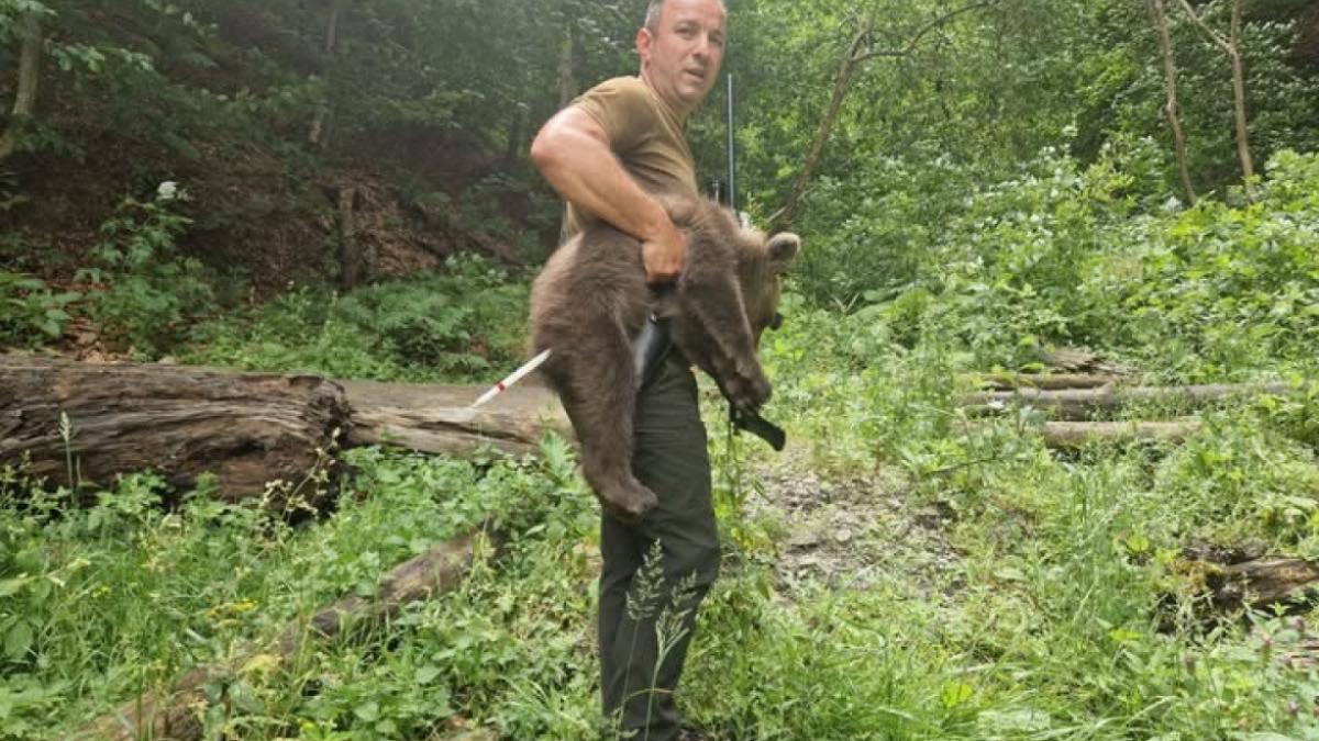 urs-gasit-transfagarasan_18136600