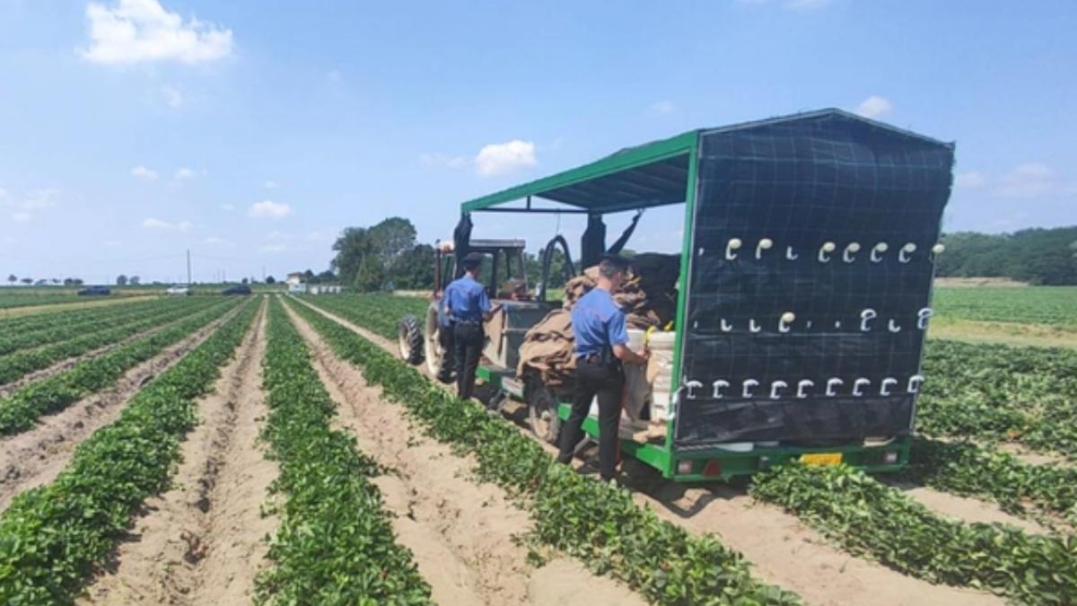 tractor-italia-carabineri-camp-italia-muncitori-italia_59386900