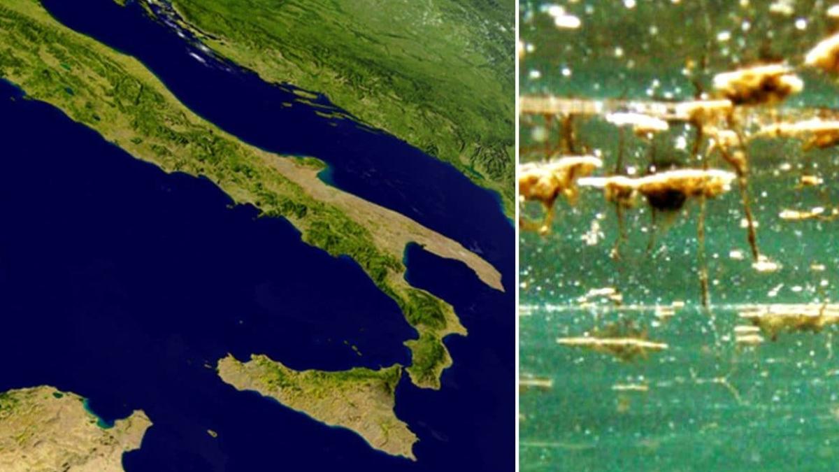 alge-toxice-italia_75746500