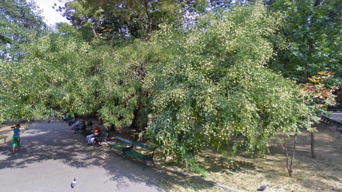 frasin-cismigiu_61604500