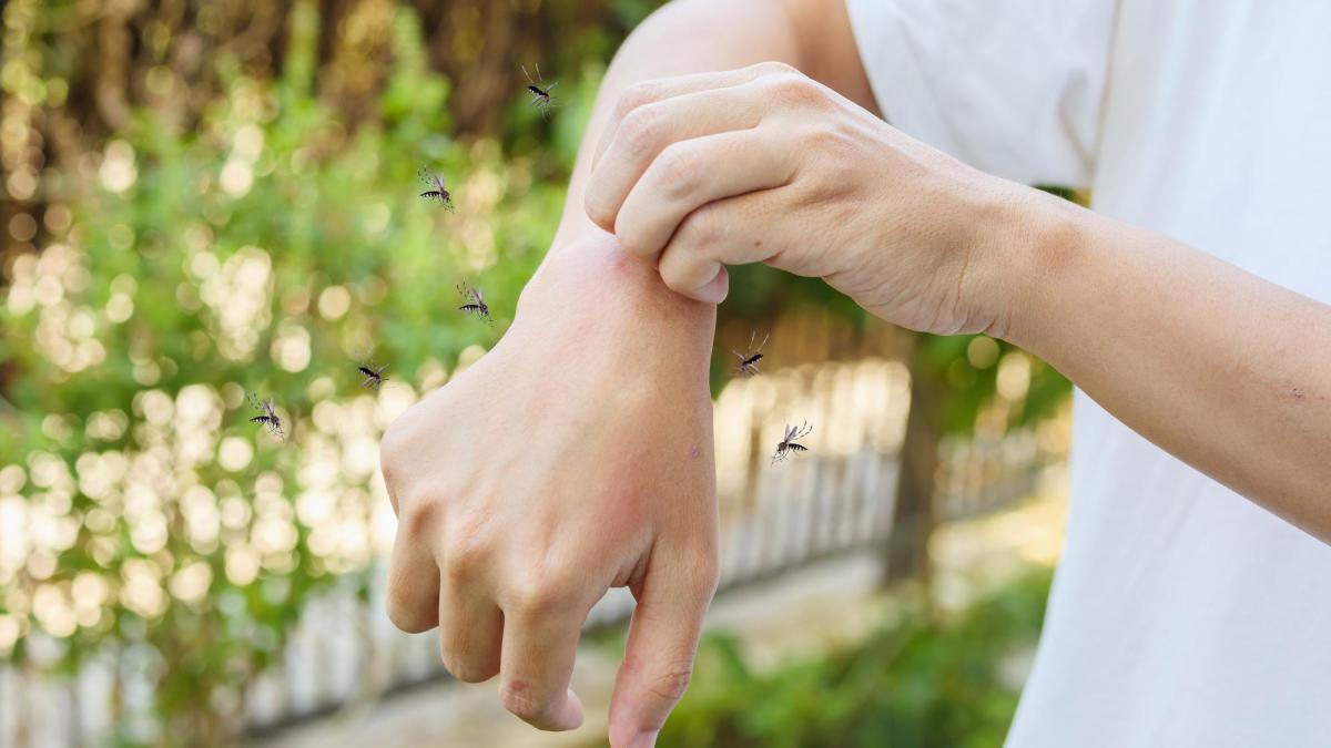 virus-west-nile-italia_37148000