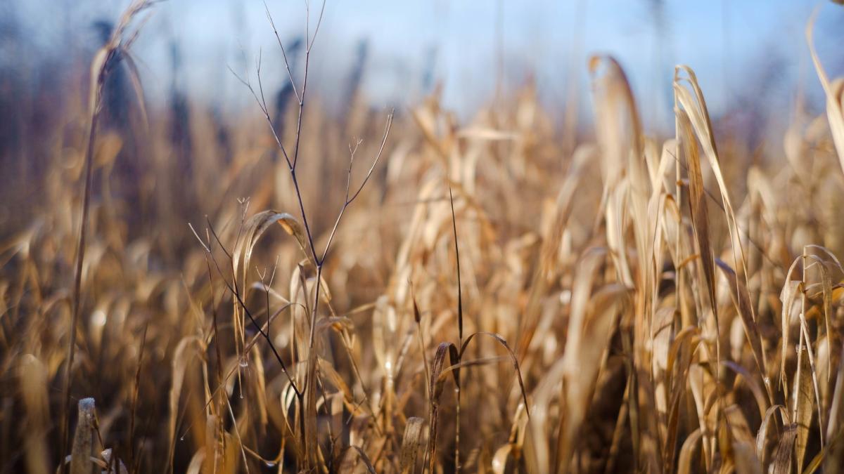 seceta-romania-seceta-agricultura_28055300