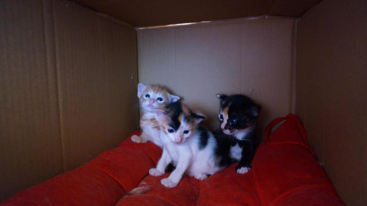 pui-pisica-abandonati_33415100