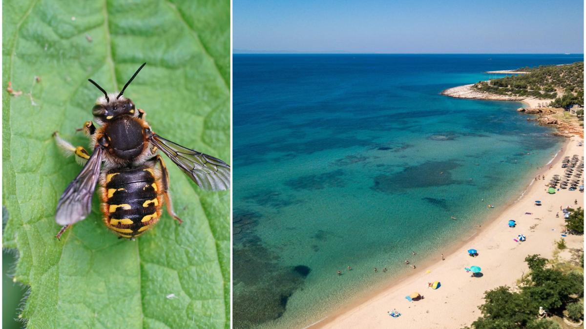 viespi-thassos-romanca_52566000