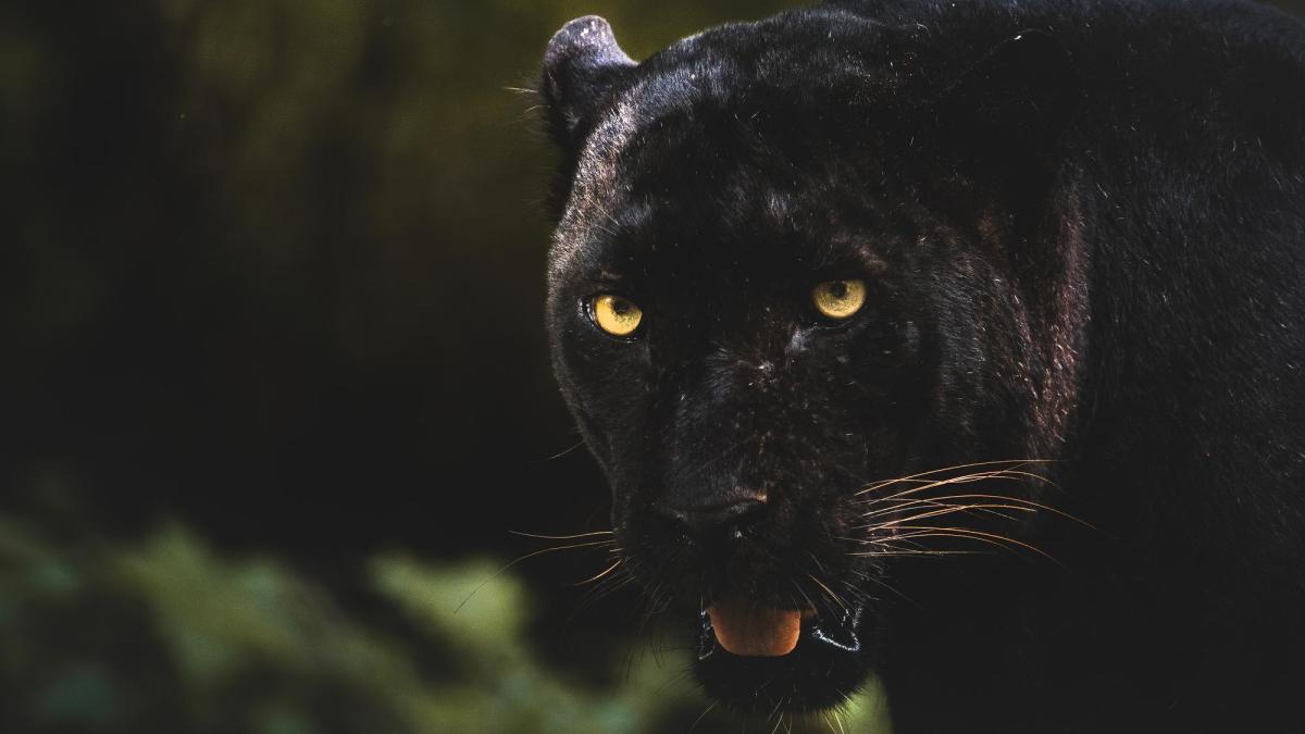 pantera-neagra-silistra-bulgaria_03519100