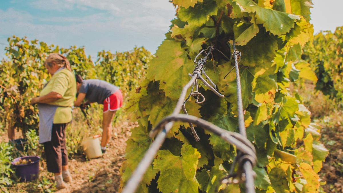 salarii-romani-italia-cules-de-struguri_96047400