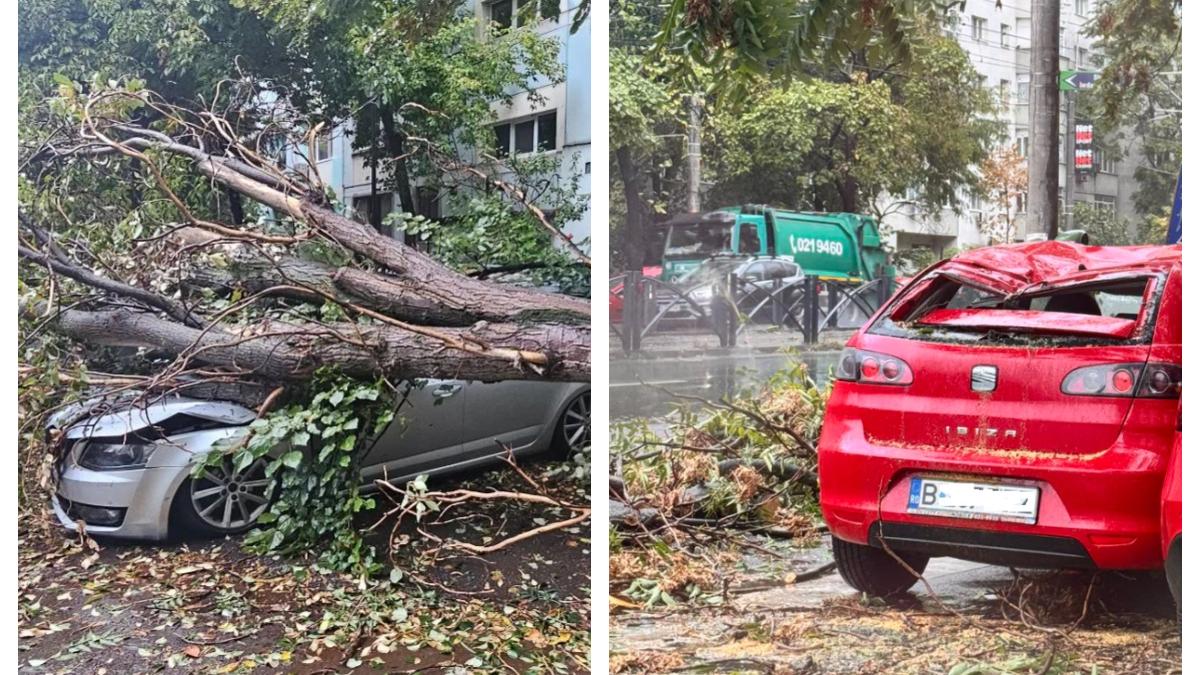 copaci-prabusiti_30260100