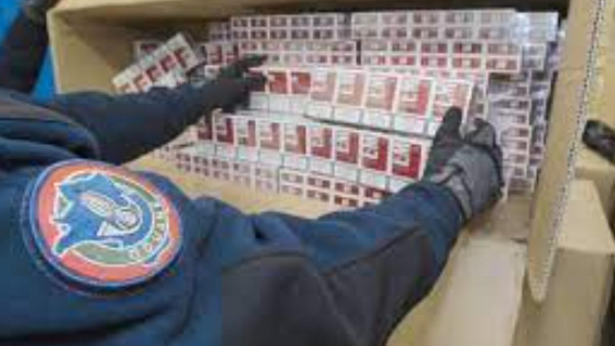 tigari-franta_87598800