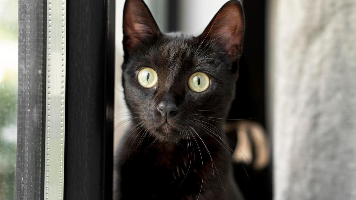 pisica-neagra_70315500