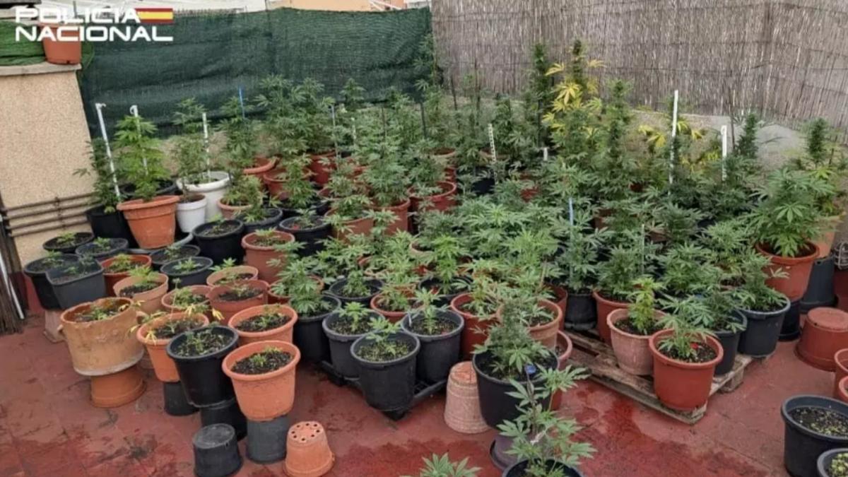 roman-spania-plantatie-marijuana_68622700