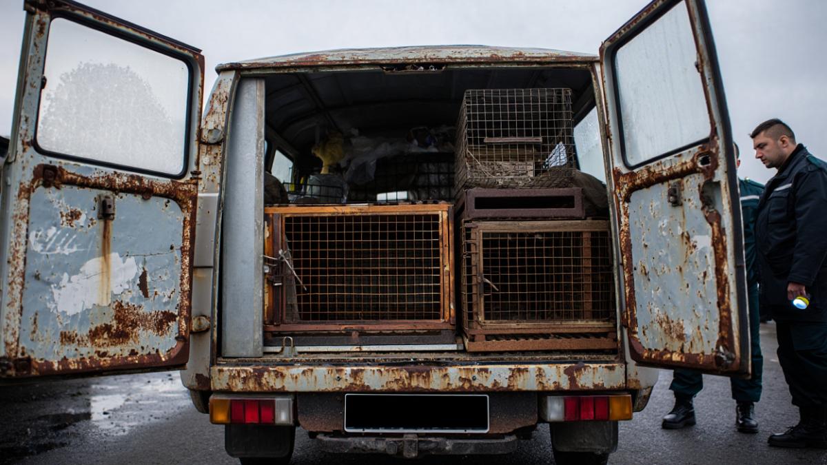 duba-ruginita_95406300