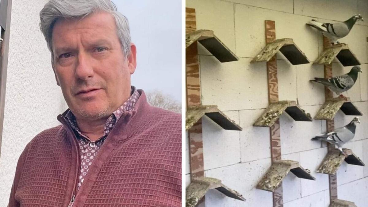 hoti romani porumbei belgia