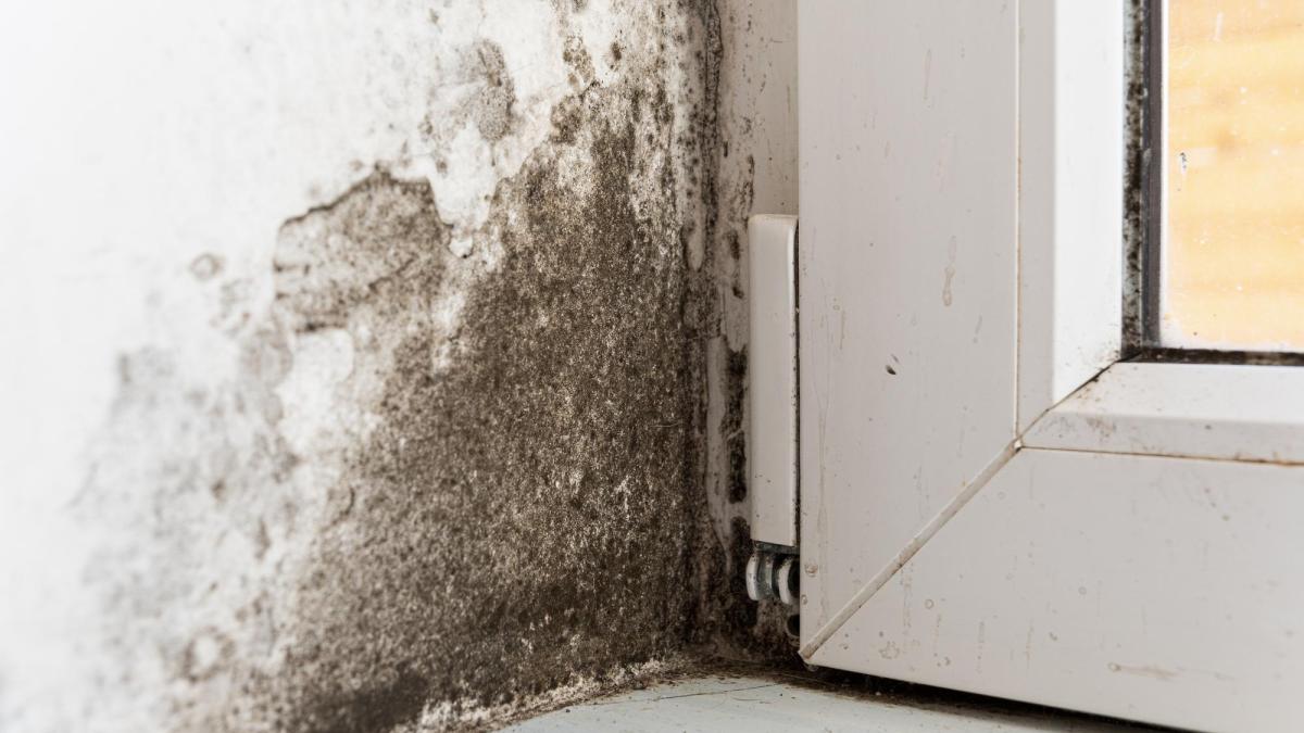 conditii romani belgia