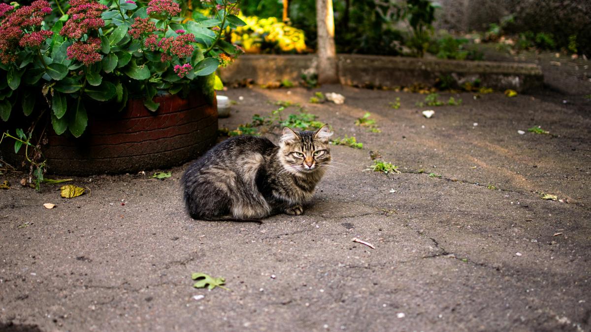 Un curier român de la Amazon riscă închisoare după ce a fost surprins în timp ce fura o pisică 