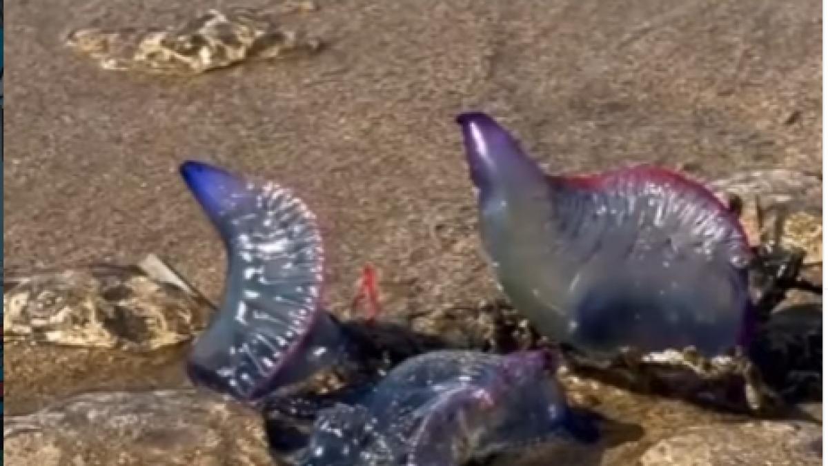 meduze spania galere portugheze