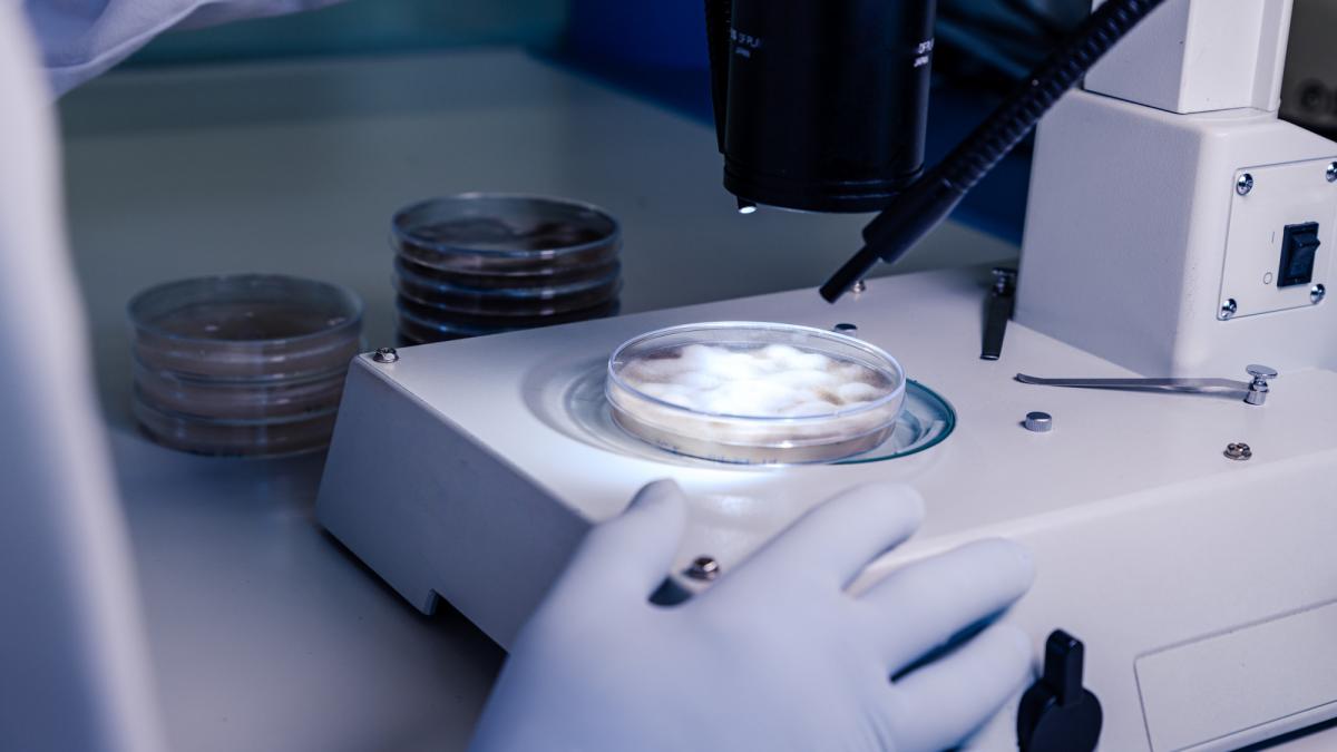Italia congelare ovule