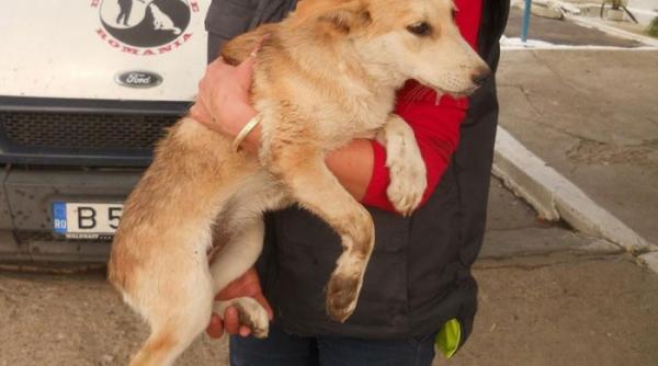 Cățelușa Tașa torturată de 3 brăileni, adoptată în Anglia