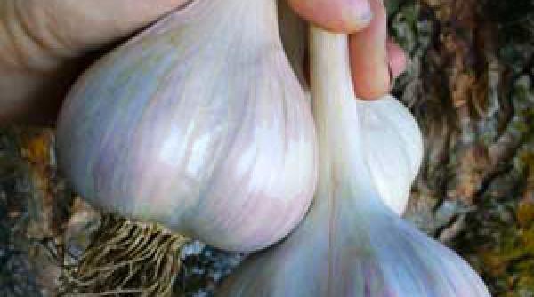 Un soi românesc, printre cele mai cultivate în SUA 