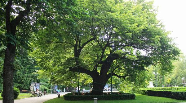Un lăstar din teiul lui Eminescu, plantat la Viena