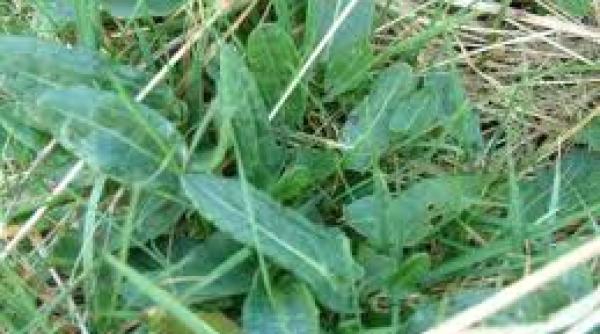 Cum puteți să vă întăriți imunitatea organismului