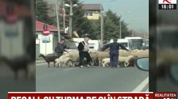 Gigi Becali şi-a scos oile la plimbare prin  Pipera