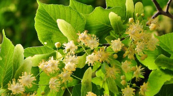 Tei plantat în amintirea lui Emilian la Milano, muzician român ucis de CANCER